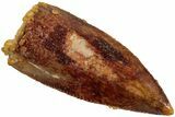 Serrated, Raptor Tooth - Real Dinosaur Tooth #233012-1